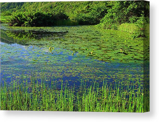 Water Lily Canvas Print featuring the photograph Water Lilies-Roseau Valley- St Lucia by Chester Williams