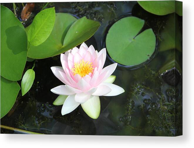 Flower Canvas Print featuring the photograph Water Lily by Allen Nice-Webb
