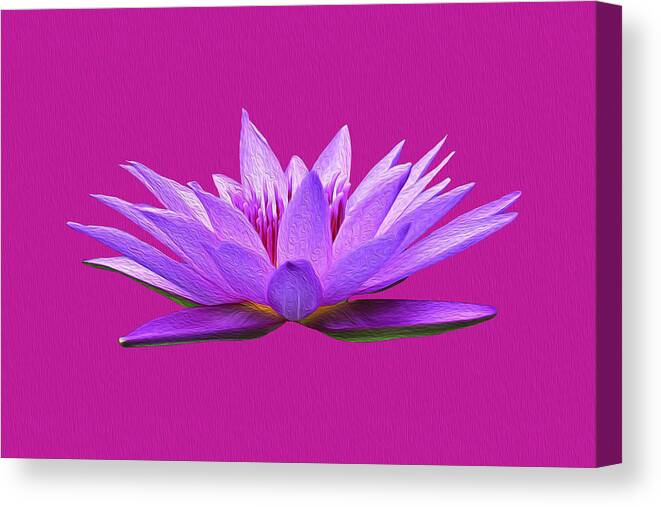 Water Lily Canvas Print featuring the photograph Water Lily by Anthony Murphy