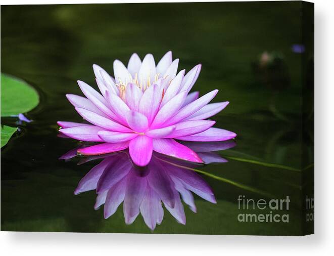 Tropical Canvas Print featuring the photograph Water Lily by Ed Taylor