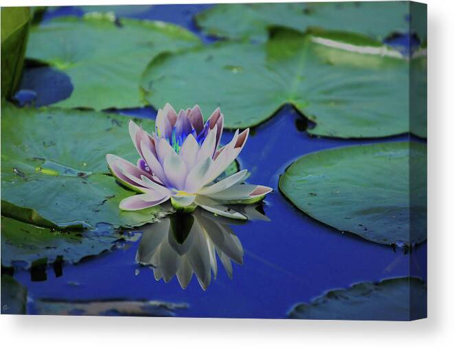 Water Lily Canvas Print featuring the photograph Water Lily by Karol Livote