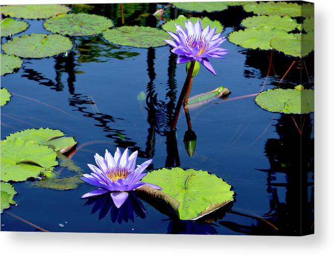 Water Lily Canvas Print featuring the photograph Water Lily by Lisa Blake
