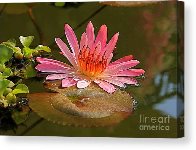 Water Canvas Print featuring the photograph Water Lily by Nicola Fiscarelli