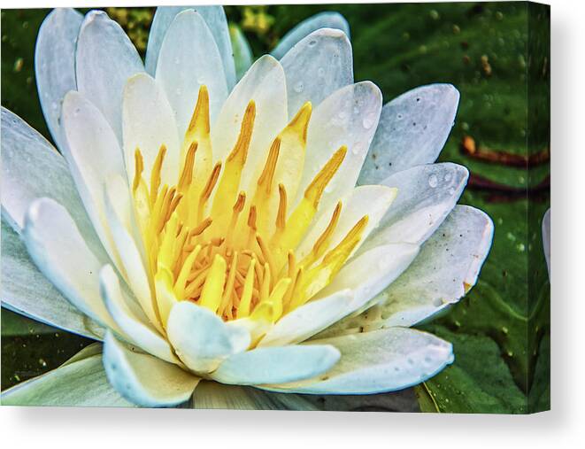 Nymphaea Alba Canvas Print featuring the photograph Water Lily White Yellow 4 by Pamela Williams
