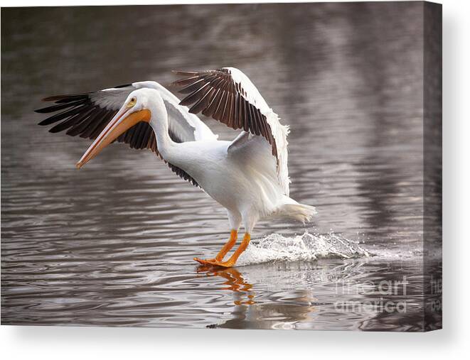 Pelican Photography Canvas Print featuring the photograph Water Skiing by Jerry Cowart