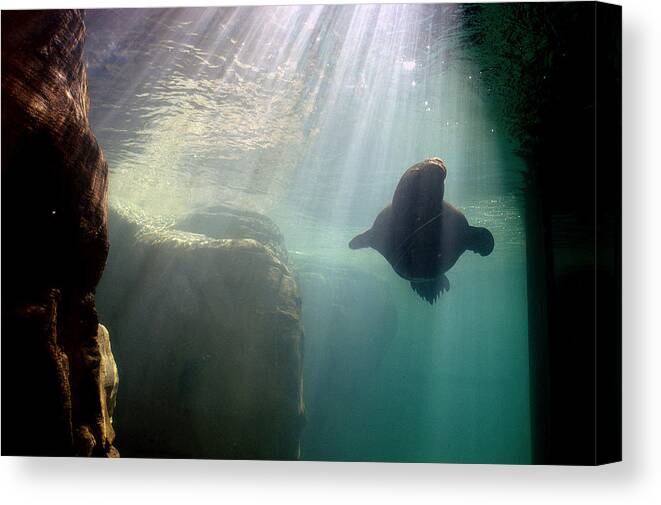 Memphis Zoo Canvas Print featuring the photograph Water World by DArcy Evans