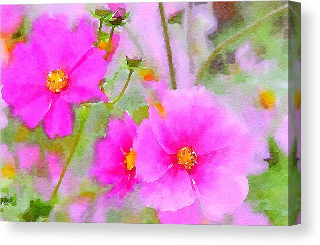 Watercolor Floral Canvas Print featuring the painting Watercolor Pink Cosmos by Bonnie Bruno