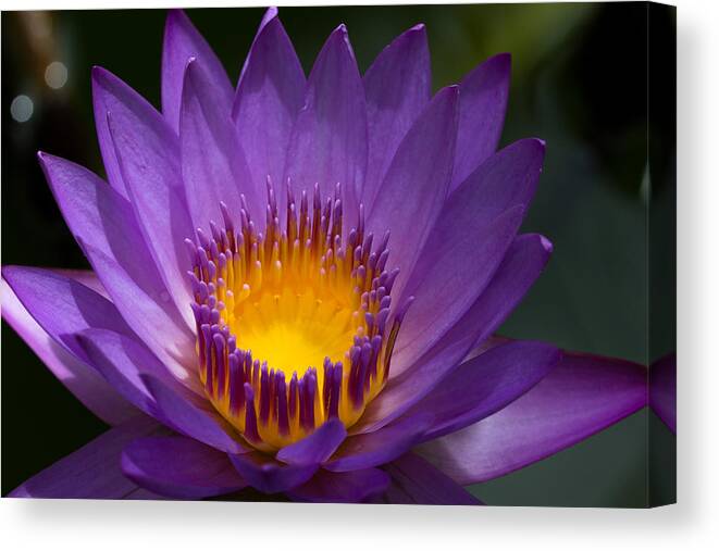 Waterlilly Canvas Print featuring the photograph Waterlilly by Peteris Vaivars