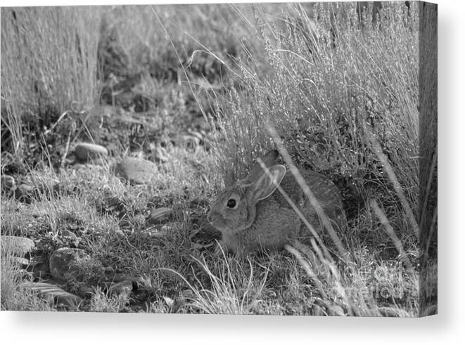 Cottontail Canvas Print featuring the photograph Watership Down by Janeen Wassink Searles