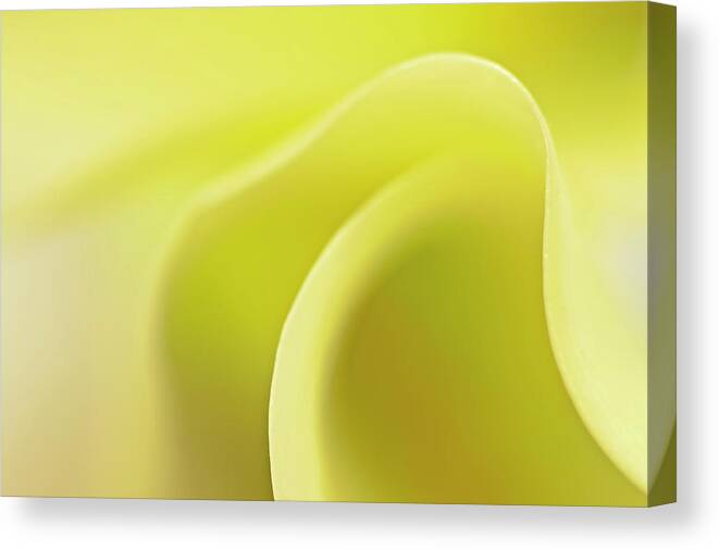 Calla Canvas Print featuring the photograph Wave a Little Light by Evelina Kremsdorf
