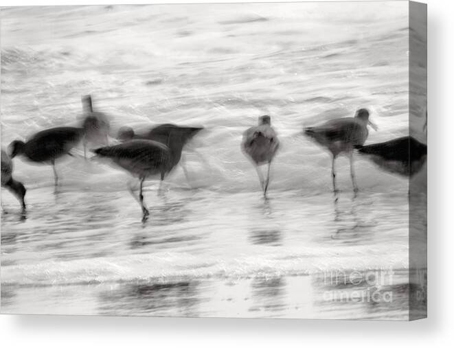 Blue Canvas Print featuring the photograph Plundering Plover Series in Black and White 2 by Angela Rath