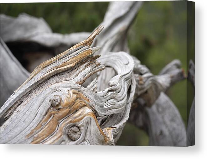 Bristlecone Canvas Print featuring the photograph Waves by Ivan Franklin