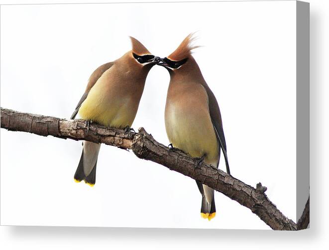 Bird Canvas Print featuring the photograph Waxwings in love by Mircea Costina Photography