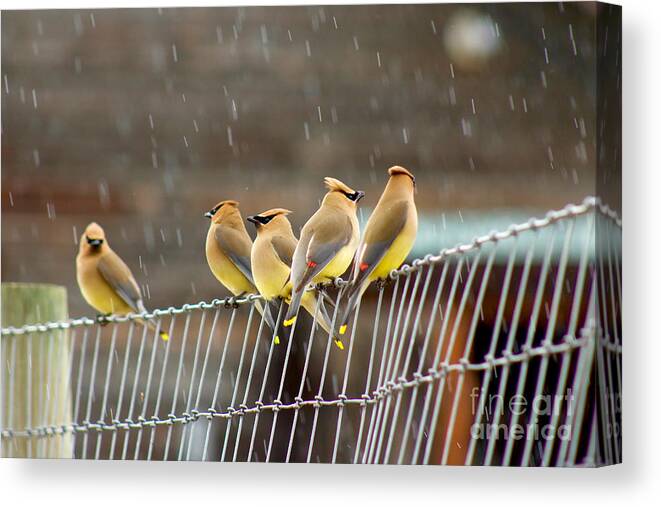 Photography Canvas Print featuring the photograph Waxwings in the Rain by Sean Griffin