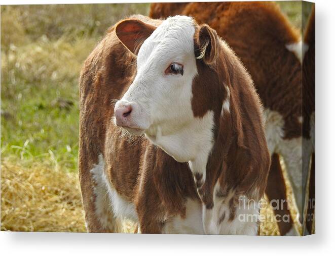 Animals Canvas Print featuring the photograph We are Cow People by Ella Kaye Dickey