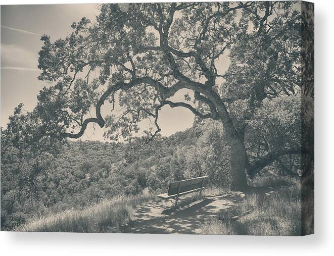 Henry Coe State Park Canvas Print featuring the photograph Weary by Laurie Search