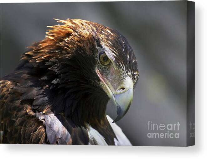 Wedge Tail Tailed Eagle South Australiaaustralian Wildlife Bird Of Prey Raptor Portrait Hunter Canvas Print featuring the photograph Wedge Tail Eagle by Bill Robinson