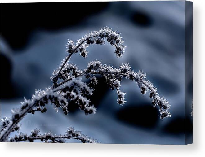 Frost Canvas Print featuring the photograph Weed Frost November 2016 by Fred Denner