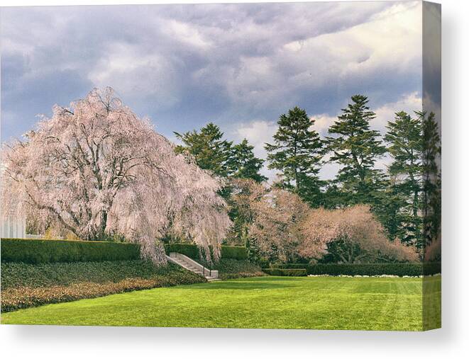 Cherry Trees Canvas Print featuring the photograph Weeping Cherry in Bloom by Jessica Jenney