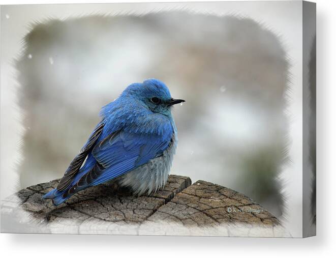 Western Bluebird Canvas Print featuring the photograph Mountain Bluebird on Cold Day by Kae Cheatham