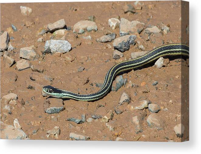 Ronnie Maum Canvas Print featuring the photograph Western Ribbon Snake by Ronnie Maum