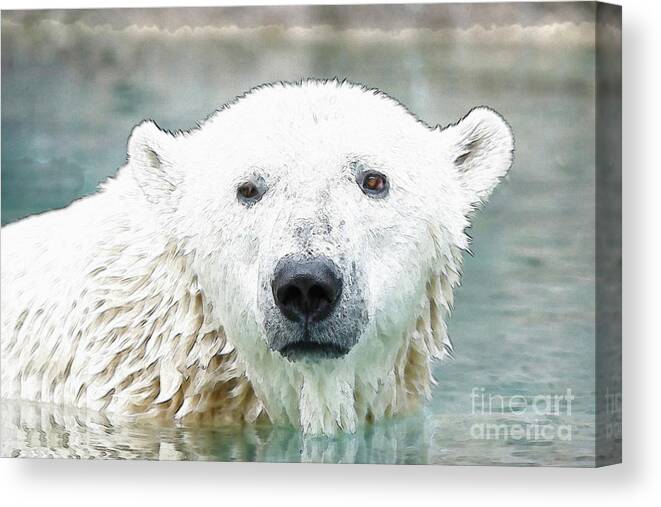 Cincinnati Zoo Canvas Print featuring the photograph Wet Polar Bear by Ed Taylor