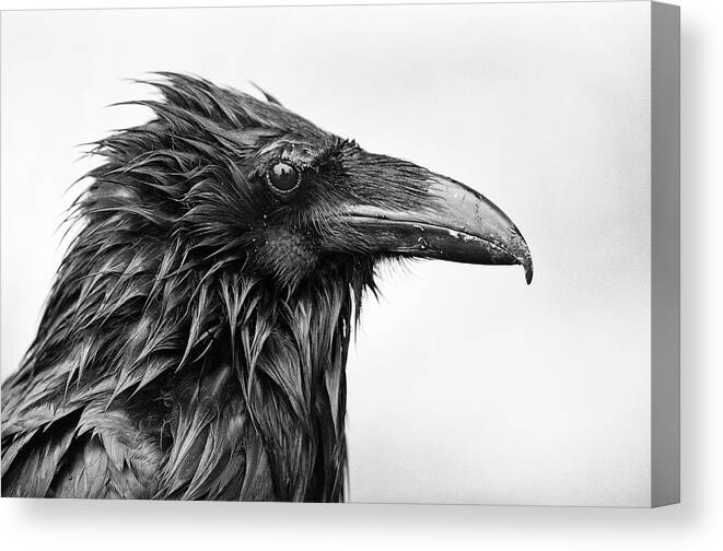 Common Raven Canvas Print featuring the photograph Wet Raven by Max Waugh