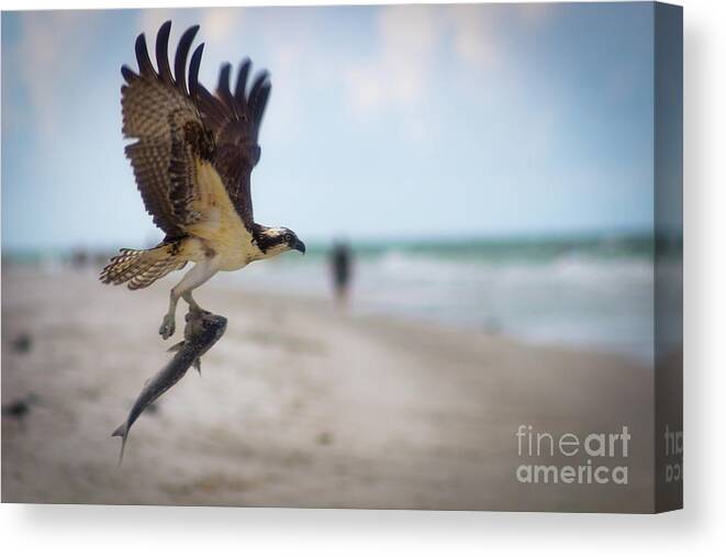 Bird Canvas Print featuring the photograph What a Catch by Ty Shults