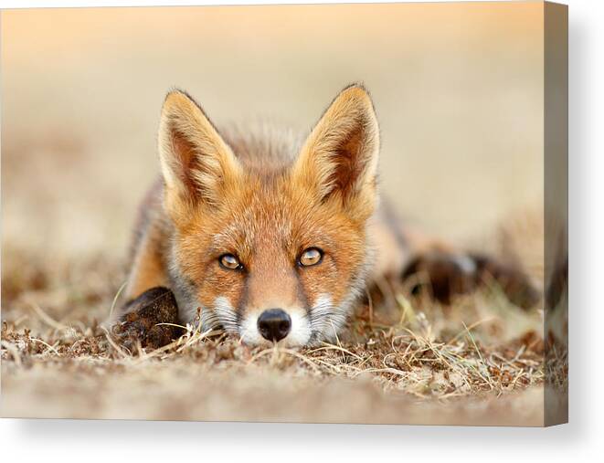Fox Canvas Print featuring the photograph What Does the Fox Think? by Roeselien Raimond