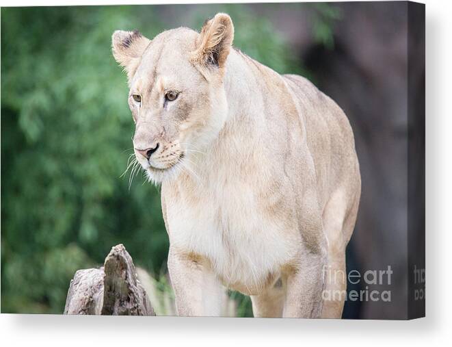 Female Lion Canvas Print featuring the photograph What is she staring at by Ed Taylor