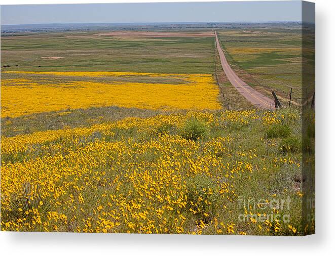 Yellow Wildflowers Canvas Print featuring the photograph What Lies Ahead by Jim Garrison