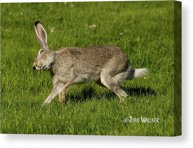 Herbivore Canvas Print featuring the photograph What's Up There? by Joan Wallner