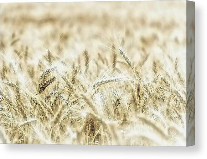 Wheat-field Canvas Print featuring the photograph Wheat by Jean Francois Gil