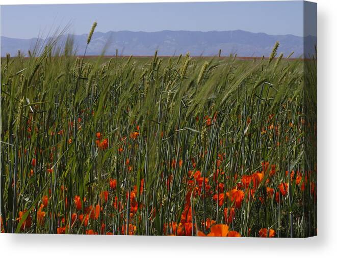 Landscape Canvas Print featuring the photograph Wheat with Poppy by Ivete Basso Photography