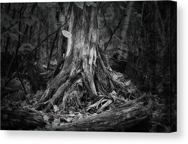 Roots Canvas Print featuring the photograph Where Roots Run Deep by Sue Capuano