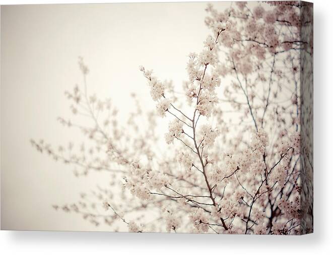 Spring Canvas Print featuring the photograph Whisper - Spring Blossoms - Central Park by Vivienne Gucwa