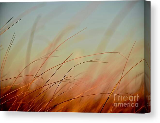 Beach Grass Canvas Print featuring the photograph Whispering Grass by Debra Banks