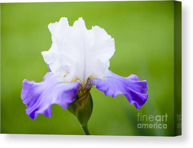 Beauty In Nature Canvas Print featuring the photograph White and Blue Iris by Oscar Gutierrez