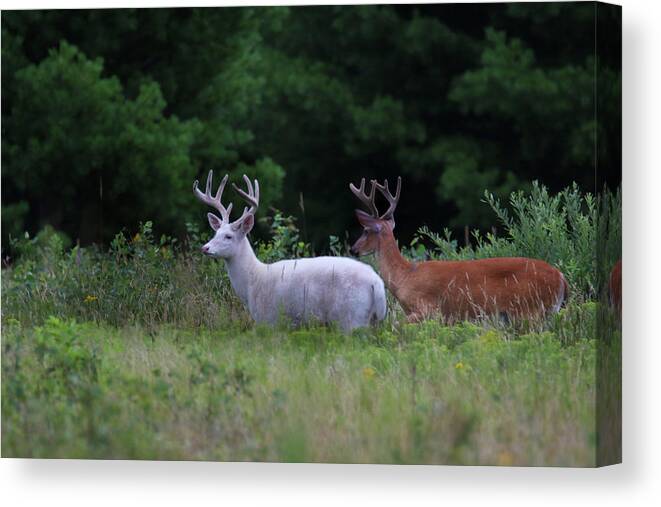 Deer Canvas Print featuring the photograph White and Brown Bucks by Brook Burling