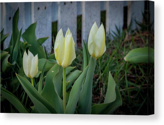 Yellow Canvas Print featuring the photograph White and Yellow Tulips by K Bradley Washburn