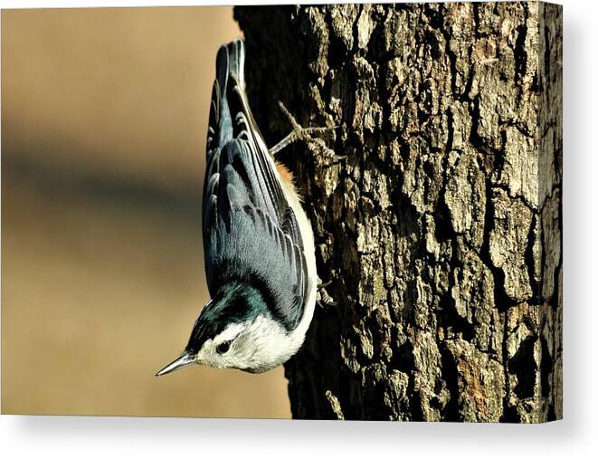 Nature Canvas Print featuring the photograph White-Breasted Nuthatch on Tree by Sheila Brown