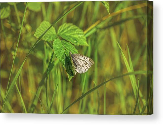 Butterfly Canvas Print featuring the photograph White butterfly May 2016. by Leif Sohlman