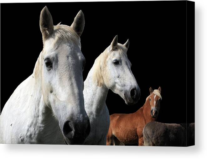 Horses Canvas Print featuring the photograph White Camargue Horses On Black Background by Aidan Moran