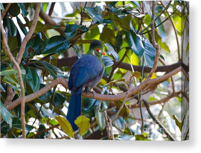 Bird Canvas Print featuring the photograph White-Cheeked Turaco by Donna Brown