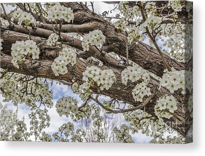 Malus Species Canvas Print featuring the photograph White Crabapple Blossoms by Sue Smith