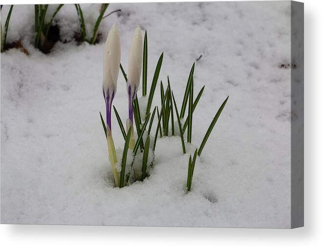 Crocus Canvas Print featuring the photograph White Crocus in Snow by Jeff Severson