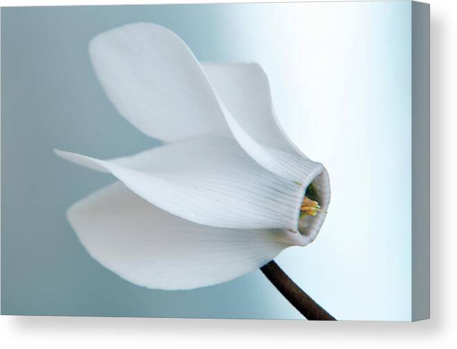Cyclamen Canvas Print featuring the photograph White Cyclamen. by Terence Davis