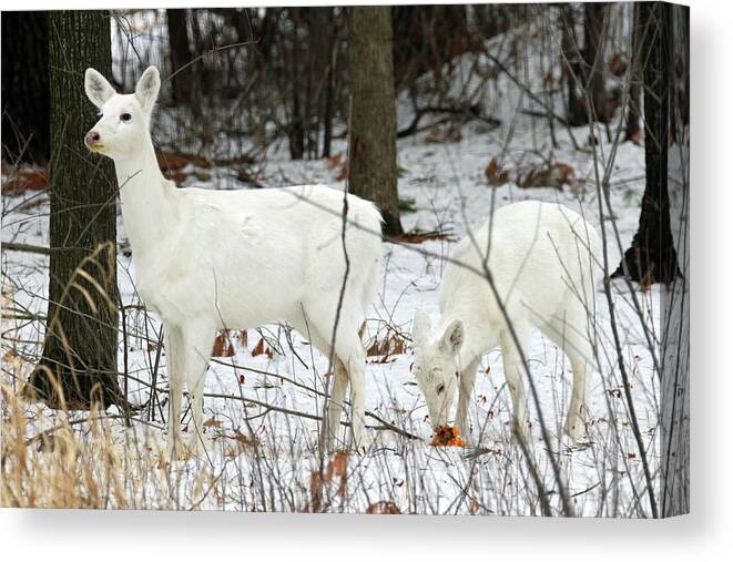 White Canvas Print featuring the photograph White Deer With Squash 4 by Brook Burling