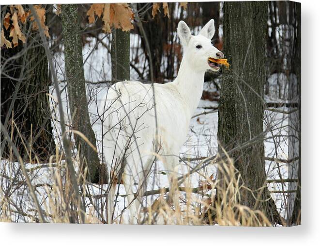 White Canvas Print featuring the photograph White Doe With Squash by Brook Burling
