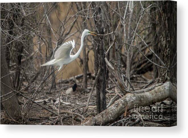 White Canvas Print featuring the photograph White Egret by David Bearden